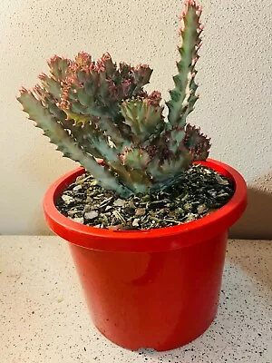 Euphorbia Lactea Crested Variegated • $87.45