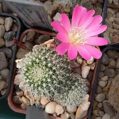 REBUTIA (Rebutia Xanthocarpa Var. Violaciflora) 10 Seeds • $4