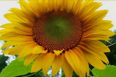 MAMMOTH GREY STRIPE SUNFLOWER - 30 SEEDS  Comb. S/H! SEE OUR STORE • $2.49