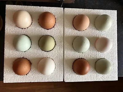 12 Farmyard Mix Hatching Eggs- Rainbow Eggs • £12