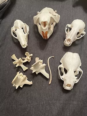 Nice Lot Of Imperfect Skulls Otter  Opossum Beaver Coon And Coon Baculum • $24.50