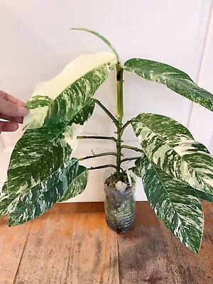 Rhaphidophora Foraminifera Variegated No Monstera Philodendron • $153.50