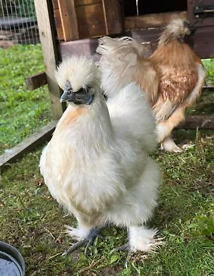 6 X Large Fowl Red Pyle  Silkie Hatching Eggs Incubator Broody • £18