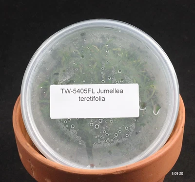 £76.91 • Buy FLASK Jumellea Teretifolia