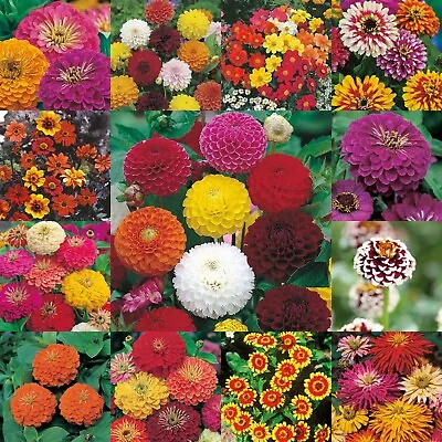 Dahlia Seeds Zinnia Seeds Selection Mr Fothergill's Flowers FREE UK DELIVERY • £1.89