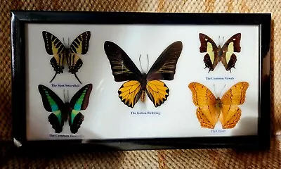 5 Real  Mounted Butterflies  In Glass  Frame Wood Size 7 X13  • $45.99