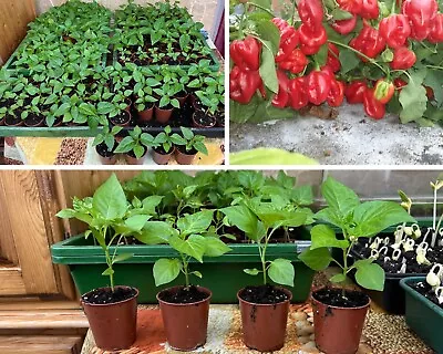 Naga Chilli Plants Naga Morich. X3 • £10