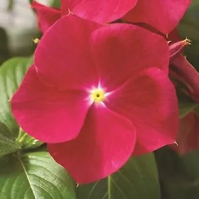 40+ Vinca Strawberry Periwinkle Flower Seeds / Annual • $4.49