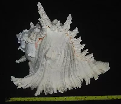 L 10.5 X W 9.5 Inches HUGE & HEAVY Ramosus Murex Seashell Phuket Thailand GREAT • $49.99