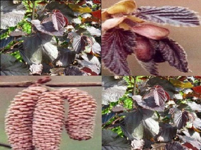 £39.99 • Buy Corylus Maxima Purpurea Purple Hazelnut Tree Bush 3-4ft Extra Large 7.5L Pot