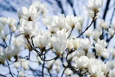 Magnolia Stellata Plant Tree Extra Large 2.5-3ft Supplied In A 7.5 Litre Pot • £49.99