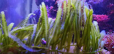 Marine Macro Algae Caulerpa Taxifolia  Nutrient Control | Refugium | Display • £12