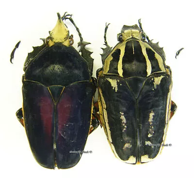 Unmounted Beetle/Cetoniidae - Mecynorrhina Torquata Ugandensis BLUE PAIR 13 • $31.80