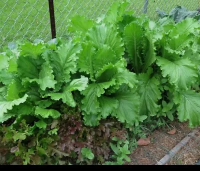 **rare Organic Heirloom Louisiana Wide Leaf Mustard Greens  Seeds 1000+++ ** • $9.99