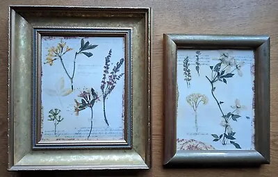 Botanical Plants Flowers Framed Vintage Pictures X2 • £40