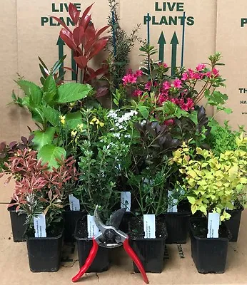 5x Mixed Established Garden Shrubs - High Quality Potted Hardy Garden Plants • £29.99