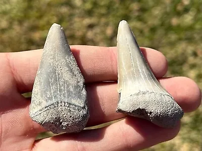 BIG Fossil Mako Sharks Teeth LOT 2” And 1.95” Florida Megalodon Age Shark Teeth • $19.99