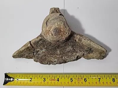 8  568gm Back Vertebrae Spine Mosasaur Dinosaur Bone Reptile Cretaceous Period • $199