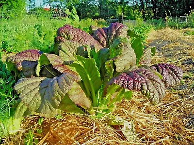 1001+RED GIANT MUSTARD Seeds Organic Heirloom Greens Container Vegetable Garden • $3.25