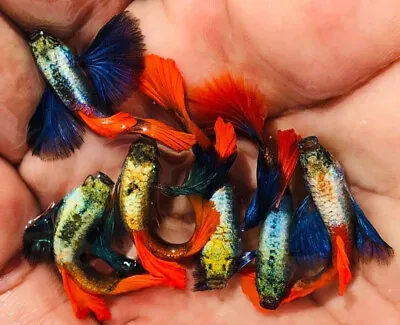 1 Trio Live Guppy Fish Dumbo Red Tail High Quality Usa Seller - 1 Male 2 Female • $29.99