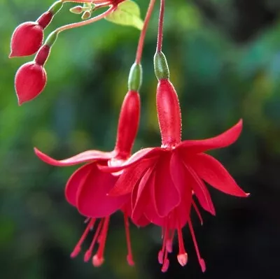 £4.37 • Buy Fuchsia 'Marinka' - Half Hardy Trailing (1 X Large Plug Plant)