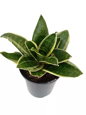 Sansevieria Ocean Star | Rare Aroid Established Indoor|Outdoor Plant. • $22.95