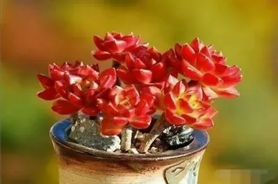 Echeveria Letizia 🌹cutting* 4cm Diameter Sedeveria Succulent  • $3