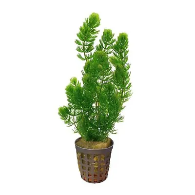Ceratophyllum Demersum | Rigid Hornwort | Live Aquatic Plant • £6