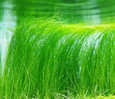 £4.99 • Buy Eleocharis Vivipara  Long Hairgrass  Bunch Live Aquarium Aquatic Tropical Plants
