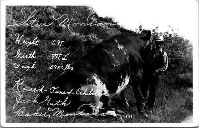 Photo Of Steer Montana Biggest Bull Owned By Jack Guth Baker Montana • $8.99