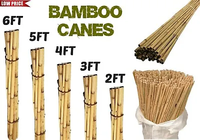 Bamboo Canes Heavy Duty Strong Garden Sticks Plant Support Flowers Stake  • £7.97