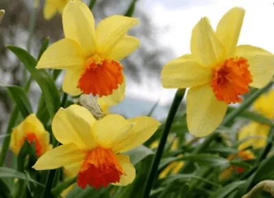 10 Yellow Daffodil Bulbs| Red Devon  Deer Resistant • $13.99