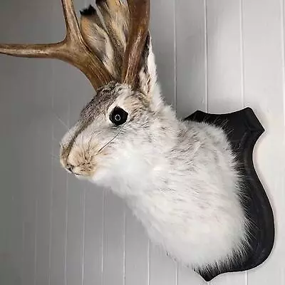 Jackalope Statue Wall Mount Antler Rabbit Head Hang Sculpture Animal Home Dã©cor • $23.50