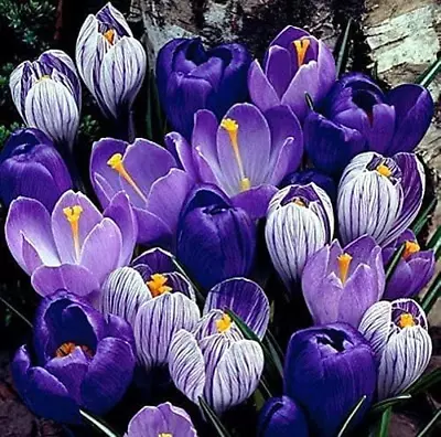 Blue Moon Crocus Mix - 100 Large Bulbs To Grow - Vibrant Purple-Blue Perennials • $45.95