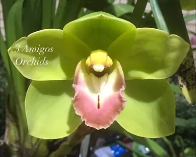 $30 • Buy Cymbidium Orchid - Winter Kiss 'Pink Lips' - 120mm Pot Size