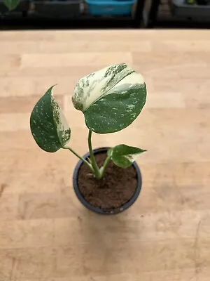 Thai Constellation Variegated Monstera Tropical Plant - B • $30