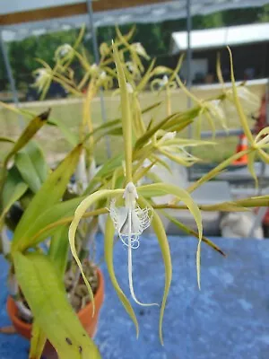 Epidendrum Ciliare FLOWERS 8  Pot RARE SPECIES HUGE PLANT 4/13/24 • $250