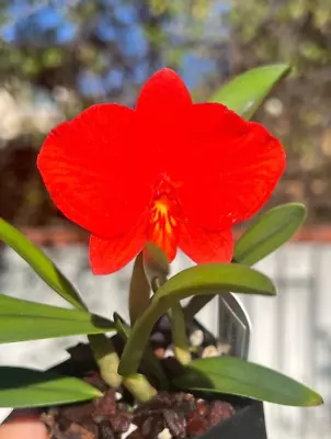 DO- Sophronitis Arizona (coccinea X Brevipedunculata) Mini Cattleya Orchid • $34.99