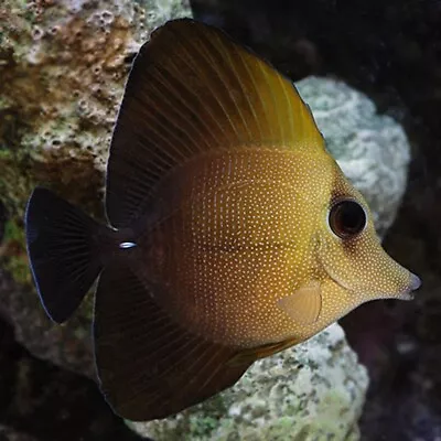 Brown Scopas Tang Zebrasoma Scopas • £99.99