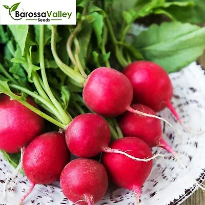 RADISH CHAMPION 55+ Seeds  ALL SEASON FAST EASY GROW Vegetable Garden • $4.54