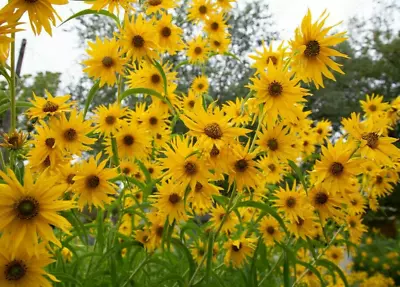 15 Maximilian Sunflower Seeds - Perennial • £2.39