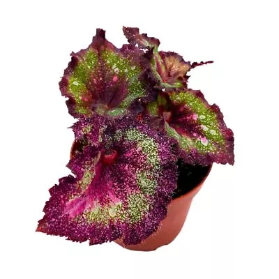 Harmony's Love Potion Begonia Rex 4 Inch Super Splashy Pink Green Purple • $24.99