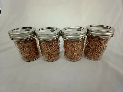 1/2 PINT Mushroom Jars READY  Sterilized Substrate Grain Grow Fast SHIP [C] • $19.95