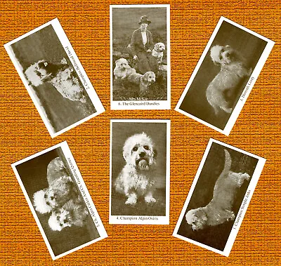 £2.25 • Buy Dandie Dinmont Terrier Set Of Six Named Dog Collectable Trade Cards Great Gift