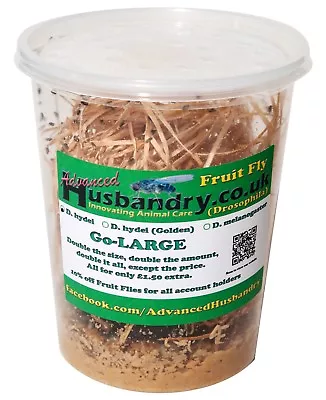 £8.95 • Buy Fruit Fly (Flightless) Go-Large 32oz Culture
