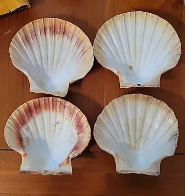 Lot Of 4 Natural Scallop Sea Shells Large 5 + Beach Decor Craft Serving • $11.99