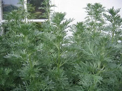 Wormwood Seeds - Artemisia Absinthium - 0.6g 5000 Medicinal Herb Daisy • £2.45