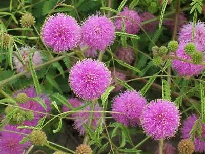 Mimosa Pudica 50 Seeds The Sensitive Plant Touch Me Not Herb Tickle It • $2.50