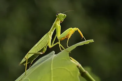 1 Real Praying Mantis Egg Case Ootheca Natural Pest Control • $10.99