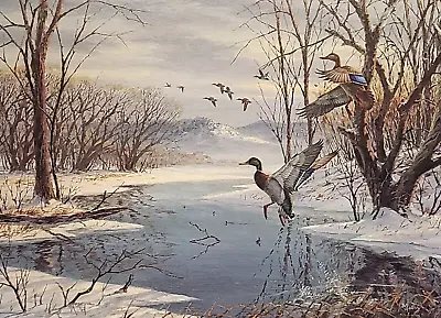 NEW Mallard Ducks Print By David Maass - Hunting - Cabin - Lodge - Sportsman • $12.71